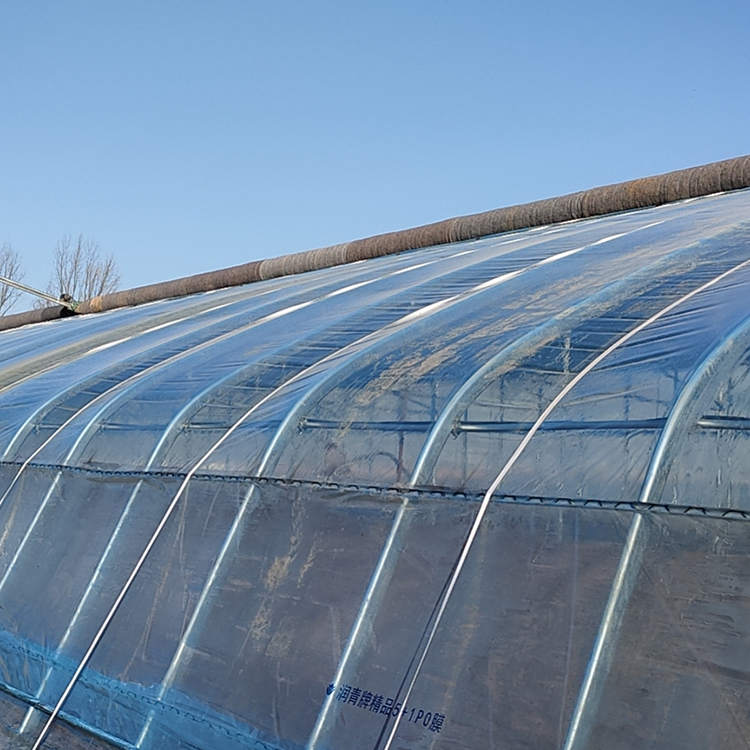 蔬菜日光大棚 (4)(1).jpg